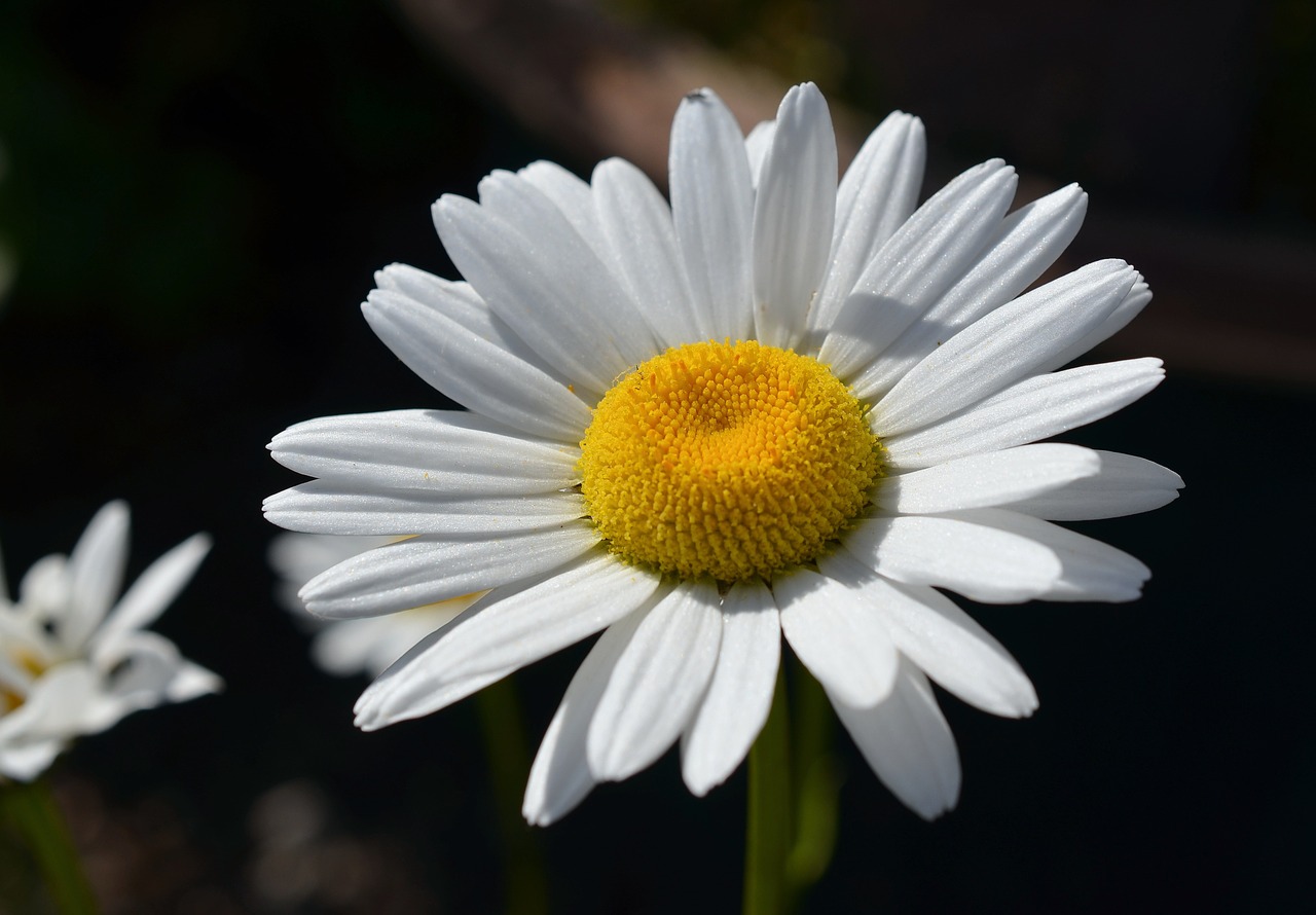 Image - marguerite flower blossom bloom