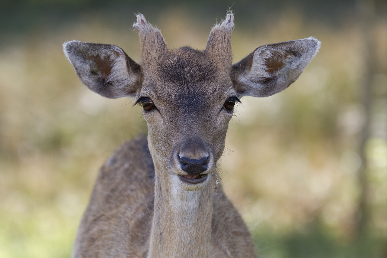 Image - biche deer animal portrait animal