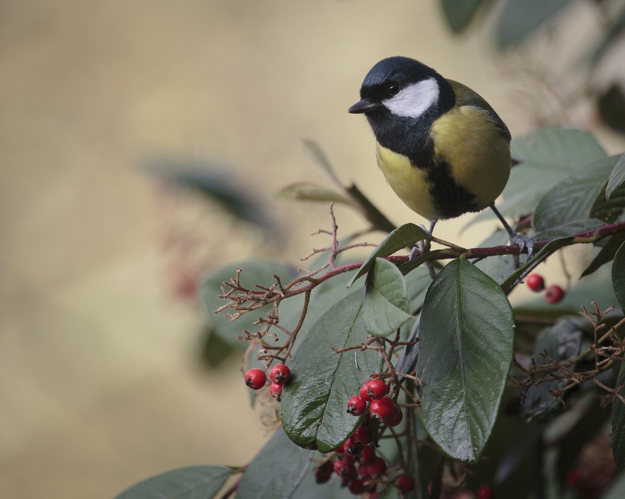 Image - birds tit animals animal blue tit