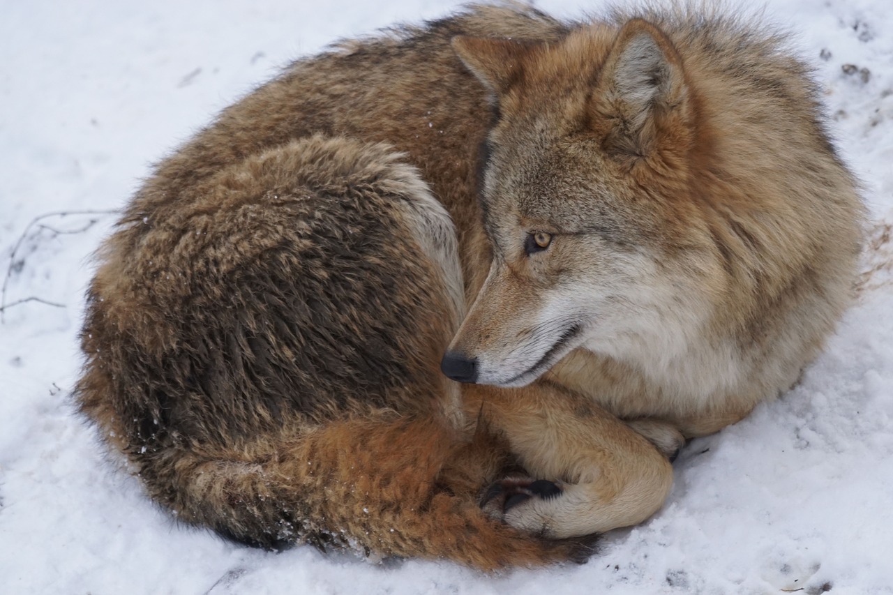 Image - wolf mongolian mongolian wolf