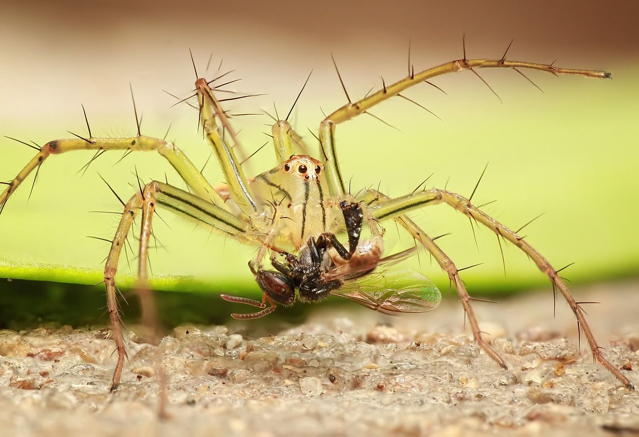 Image - spider insect macro nature