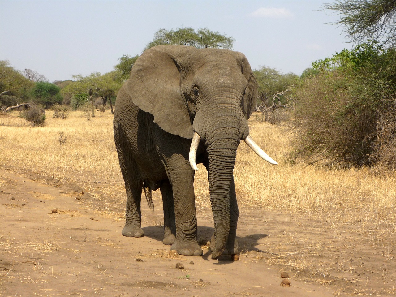 Image - elephant african bush elephant