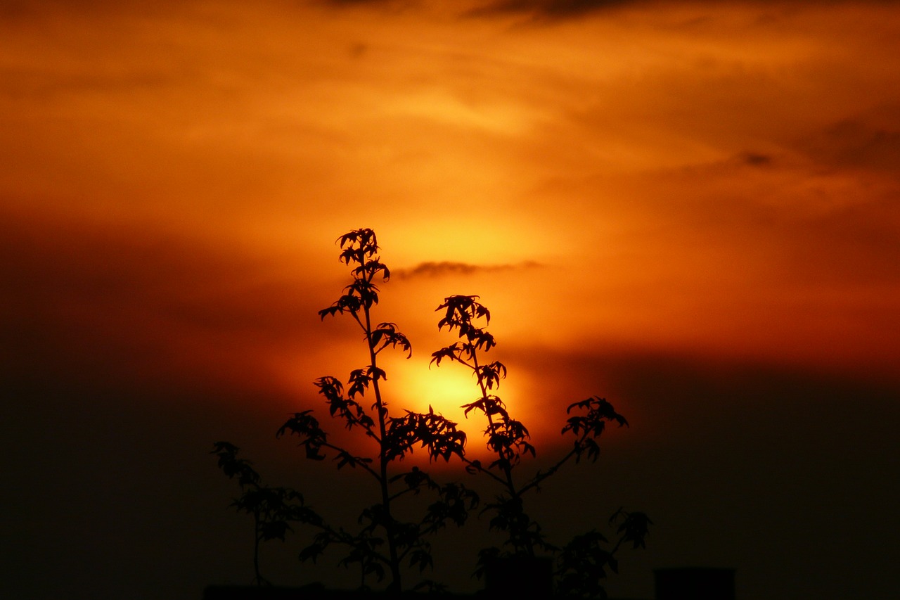 Image - sunset landscape plant nature