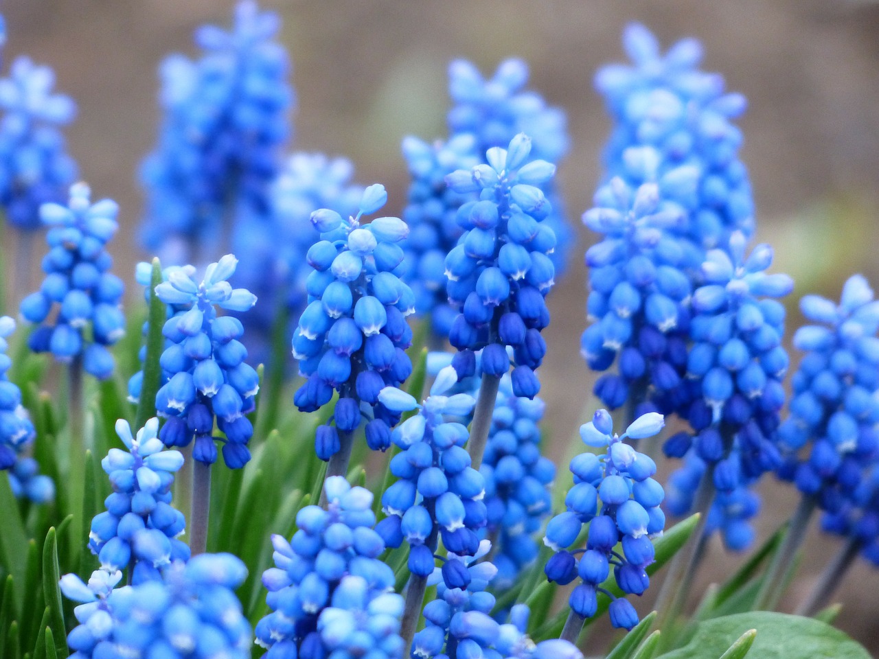 Image - muscari common grape hyacinth