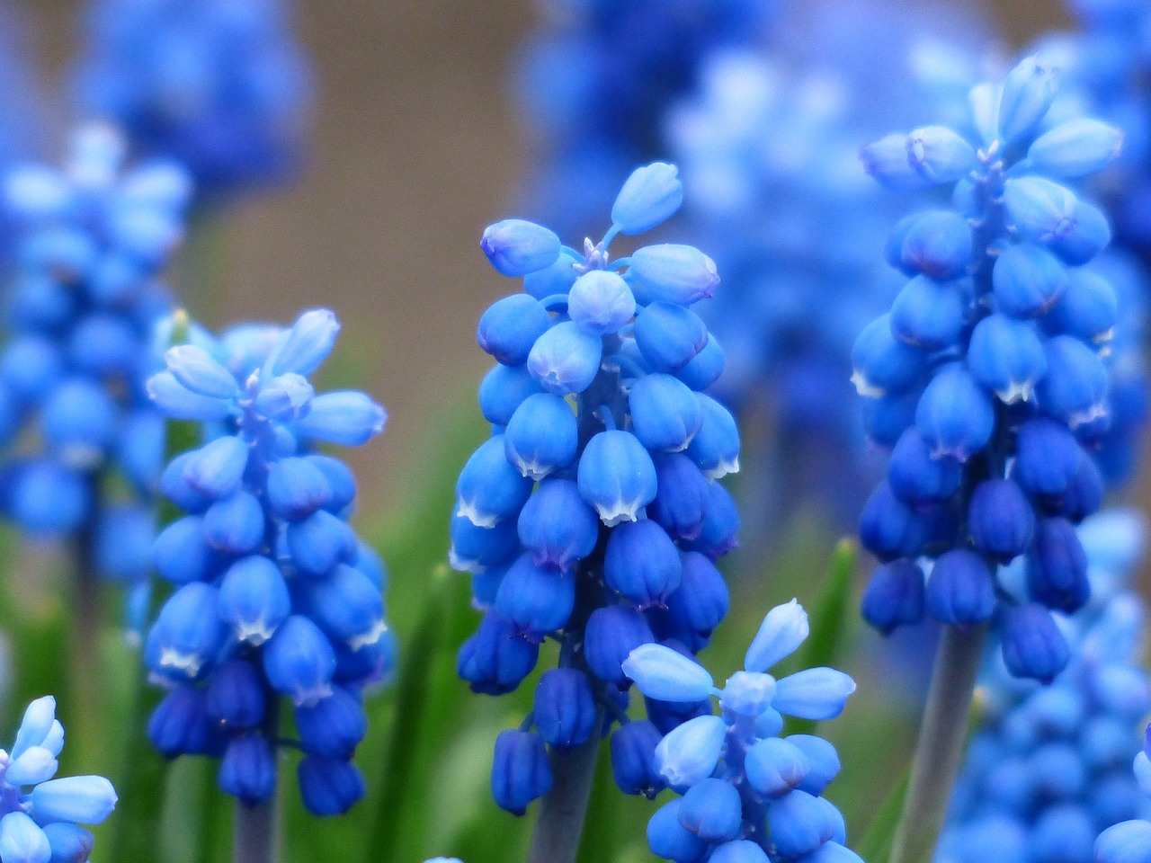 Image - muscari common grape hyacinth