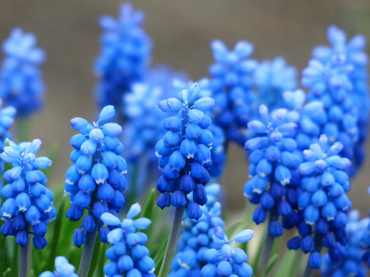 Image - muscari common grape hyacinth