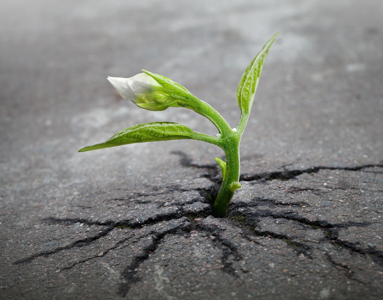 Image - sprout plant growing asphalt crack