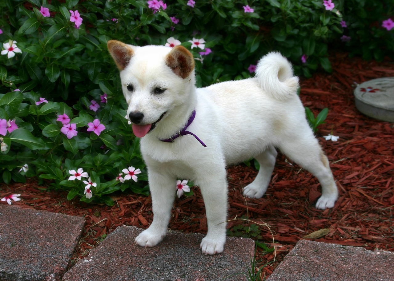 Image - shiba inu dog canine japanese cute