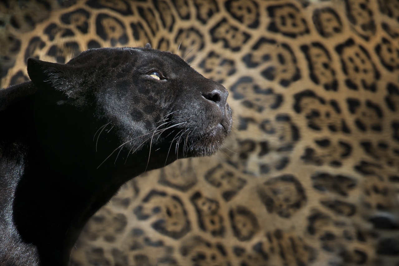 Image - leopard black panther zoo feline