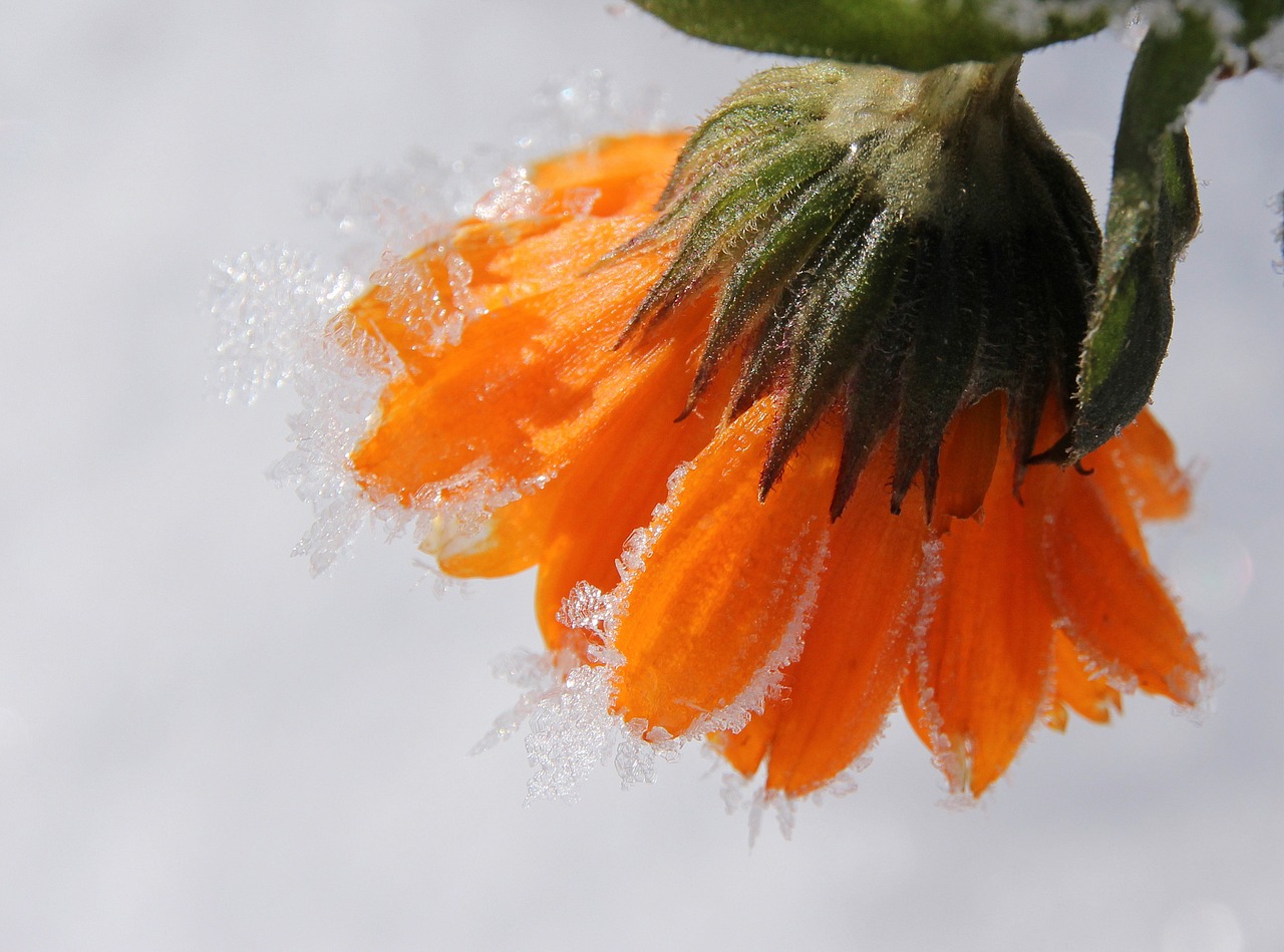 Image - marigold blossom bloom gardening