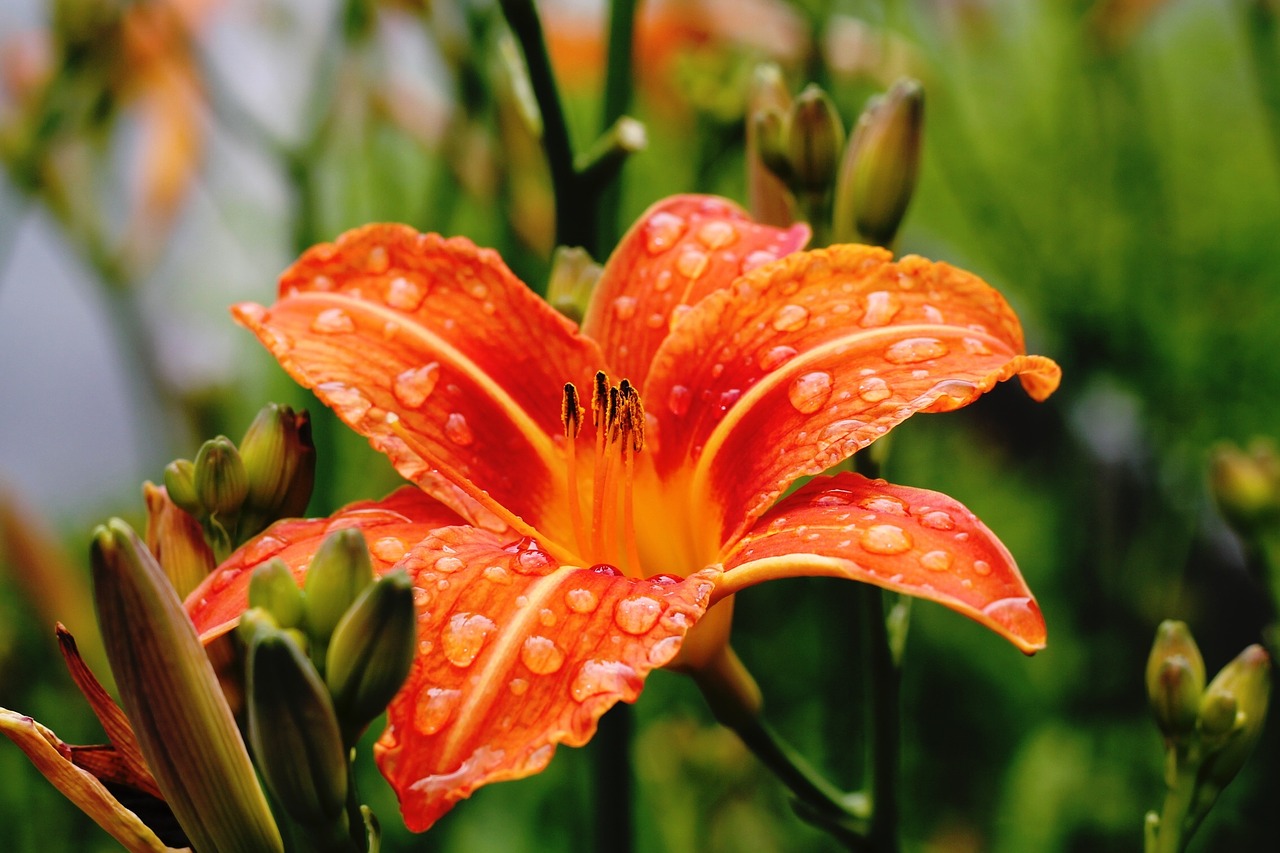 Image - lily flower blossom macro wet
