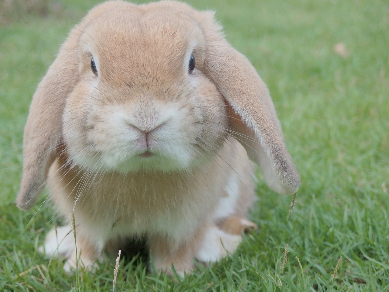 Image - bunny rabbit easter pet animal