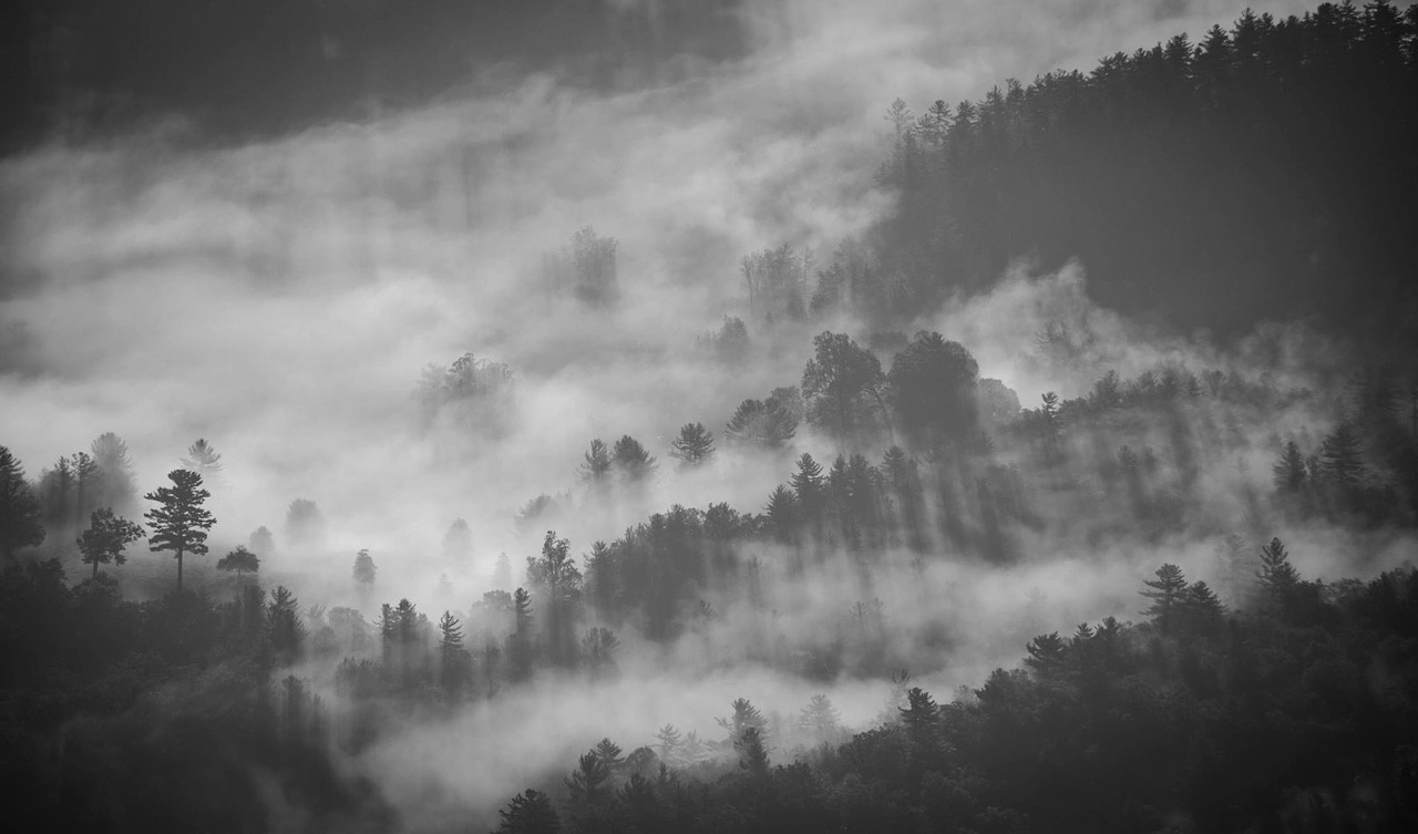 Image - foggy forest mystery fog landscape