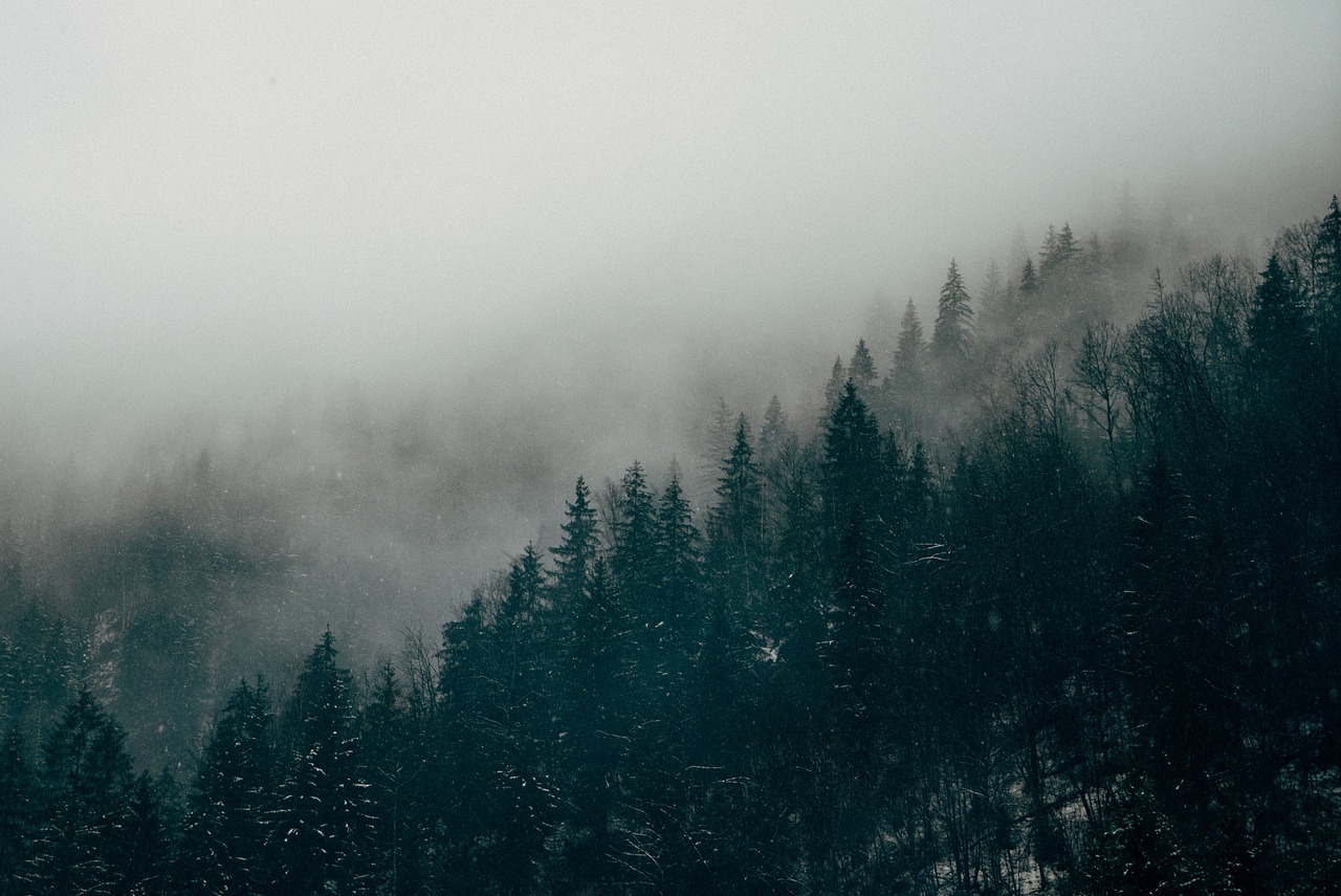 Image - forest fog mist forest landscape