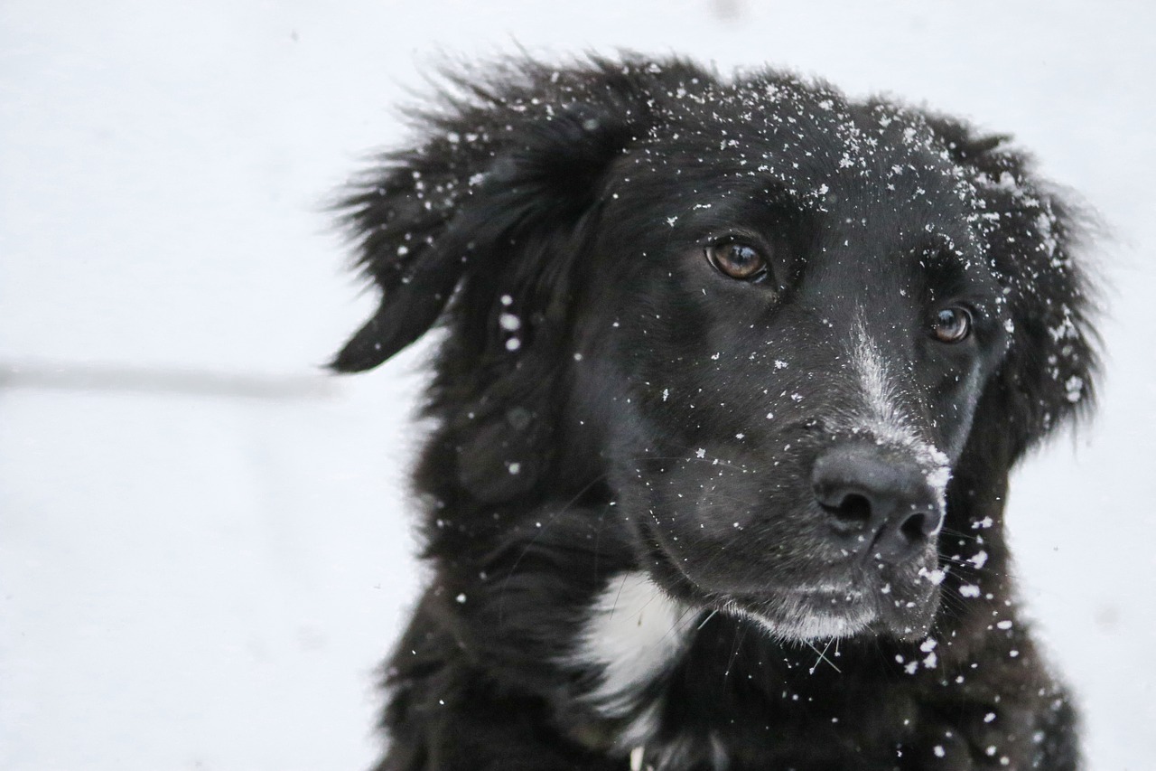 Image - border collie snowflakes black