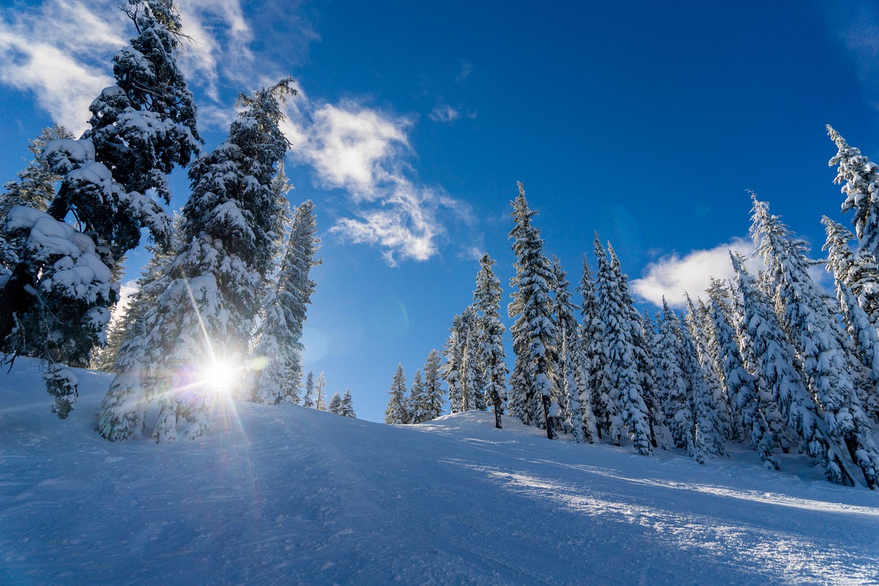 Image - winter landscape pine trees winter
