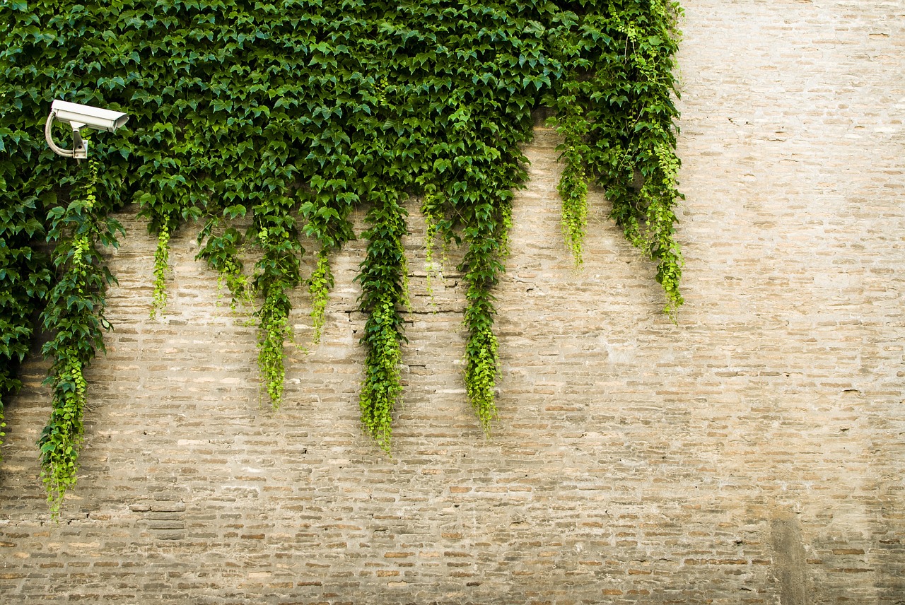 Image - vineyard surveillance brick wall