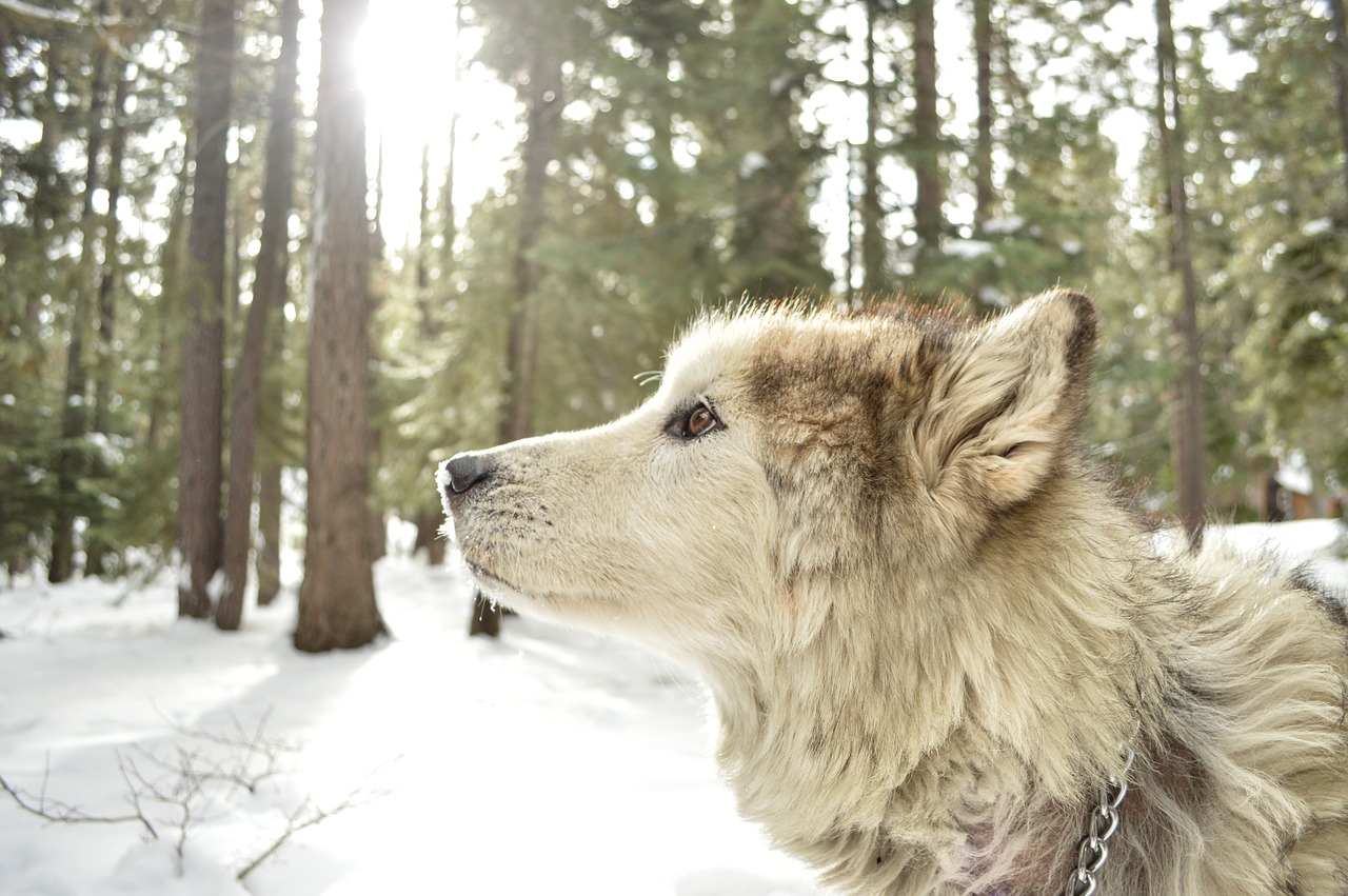 Image - malamute wolf hybrid