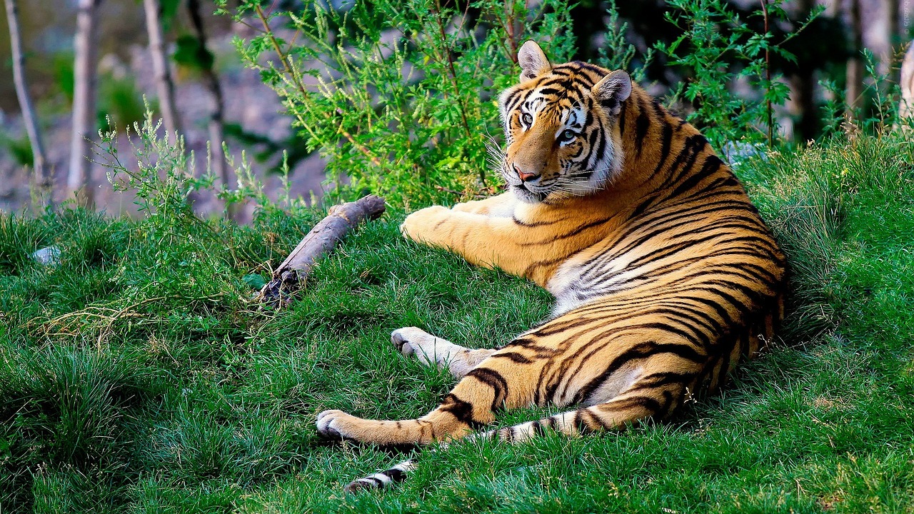 Image - bengal tiger tiger forestry bengal