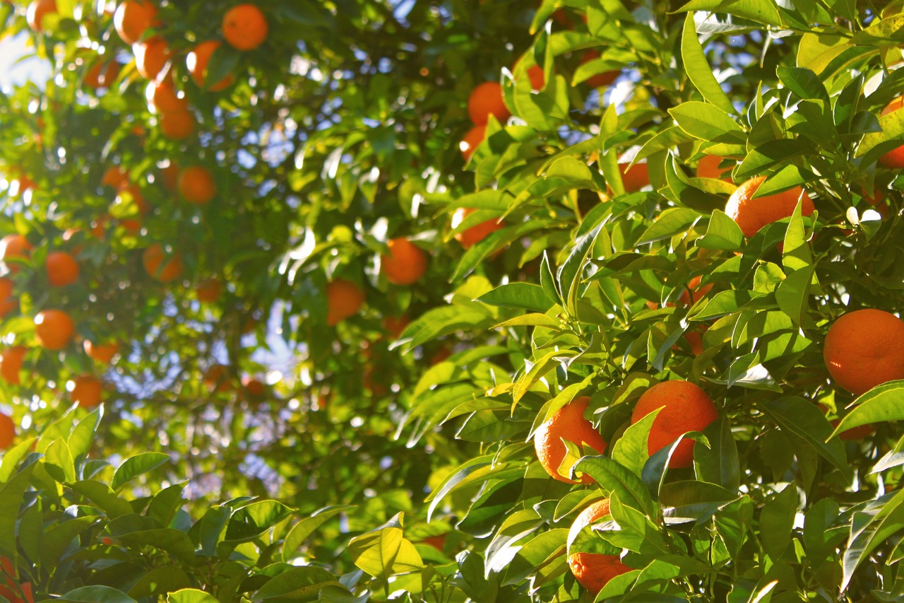 Image - orange tree oranges tree fruit