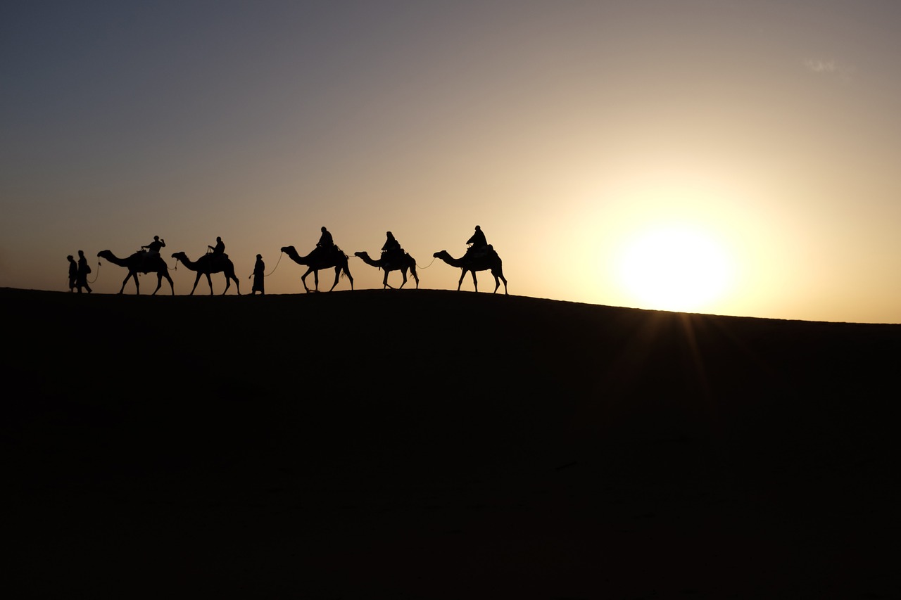 Image - camels sunrise travel desert sand