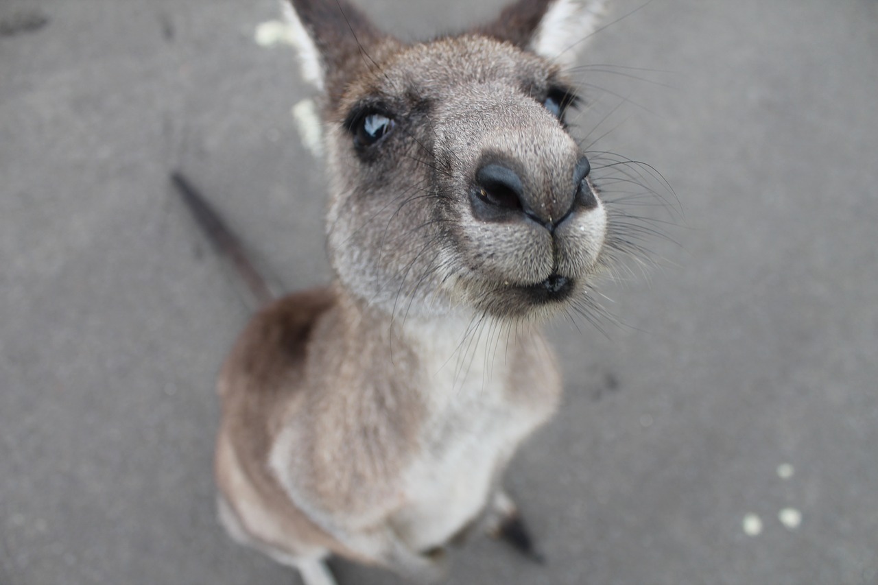 Image - kangaroo cute animal animal cute