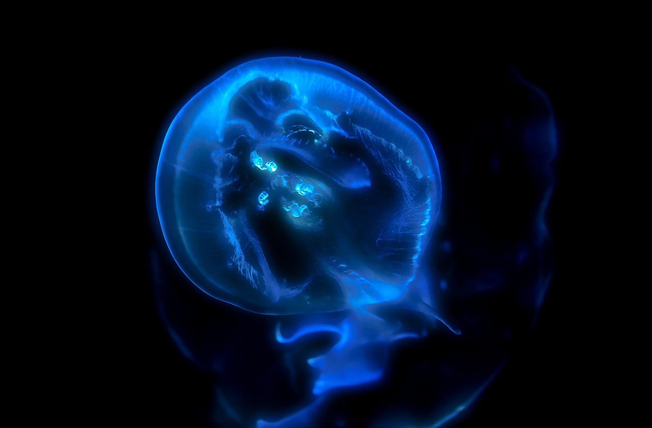 Image - jelly fish blue florescent water