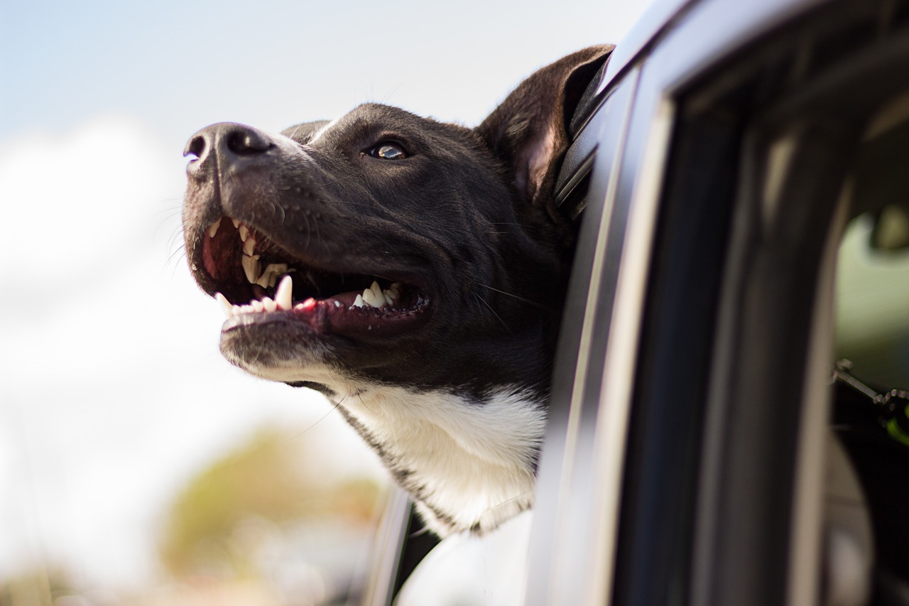 Image - dog happy car head car window