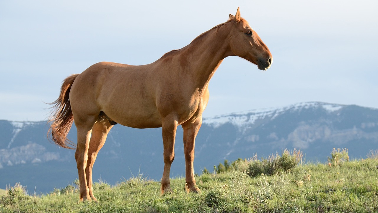 Image - horses stallion mane gelding