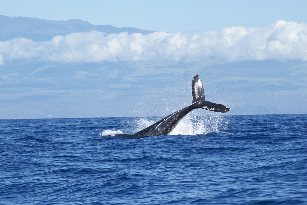 Image - whales ocean diving water seas