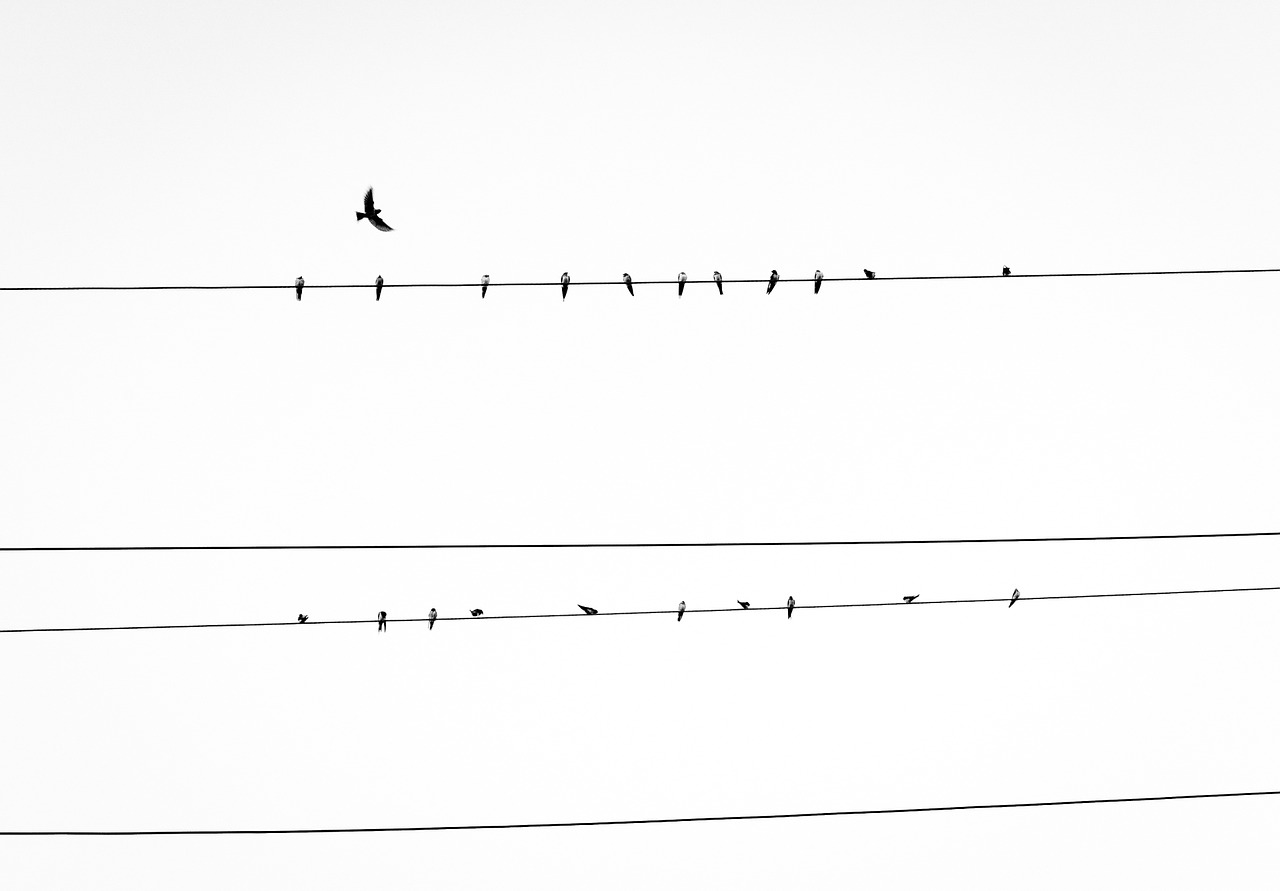 Image - electrical line birds