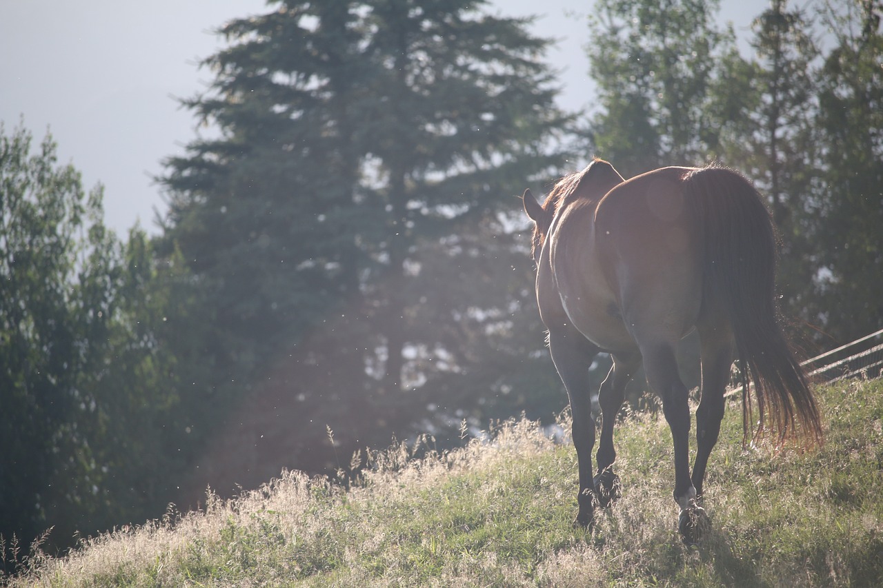 Image - horses equine mane fields meadows