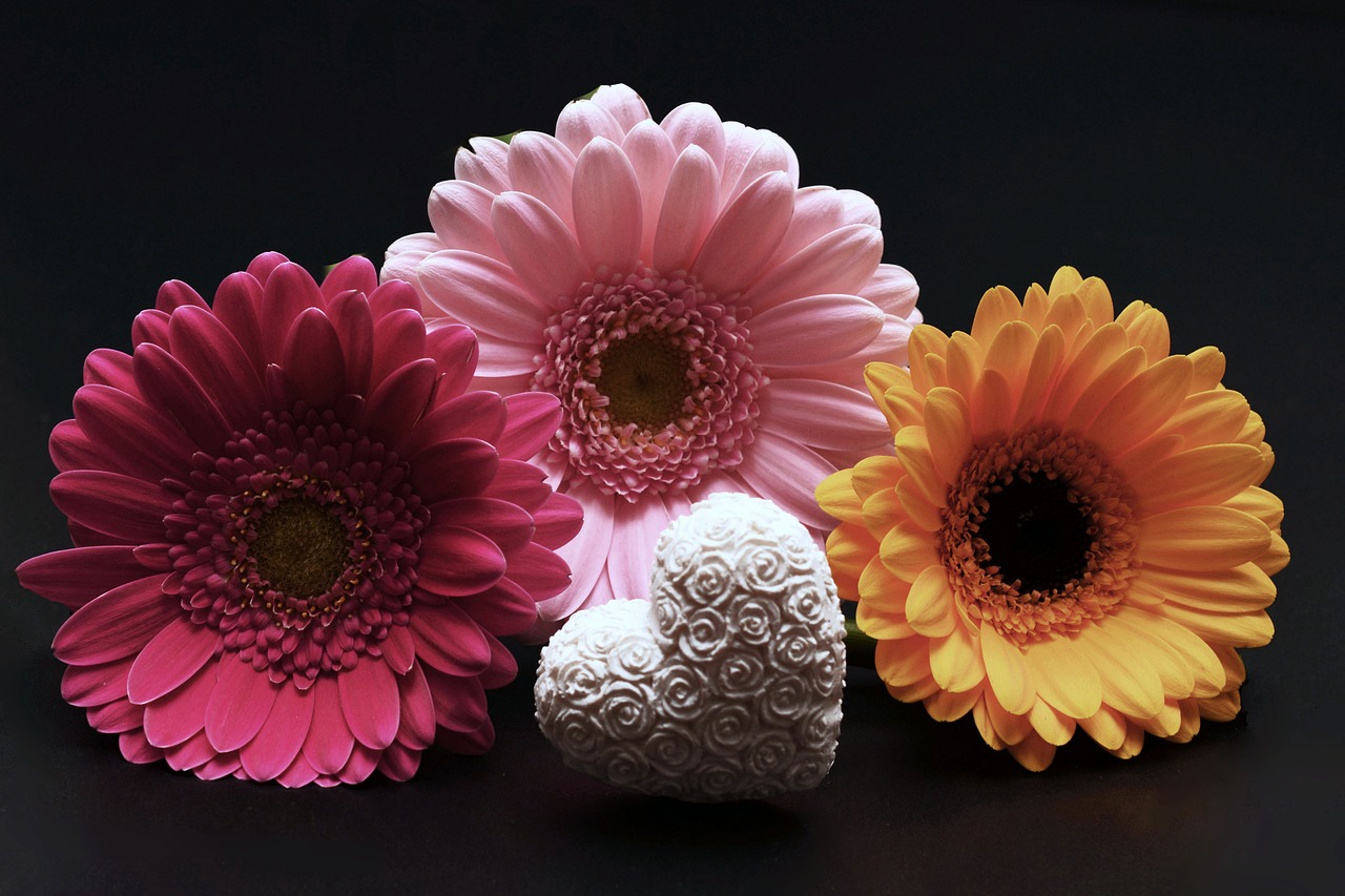 Image - gerbera flowers heart
