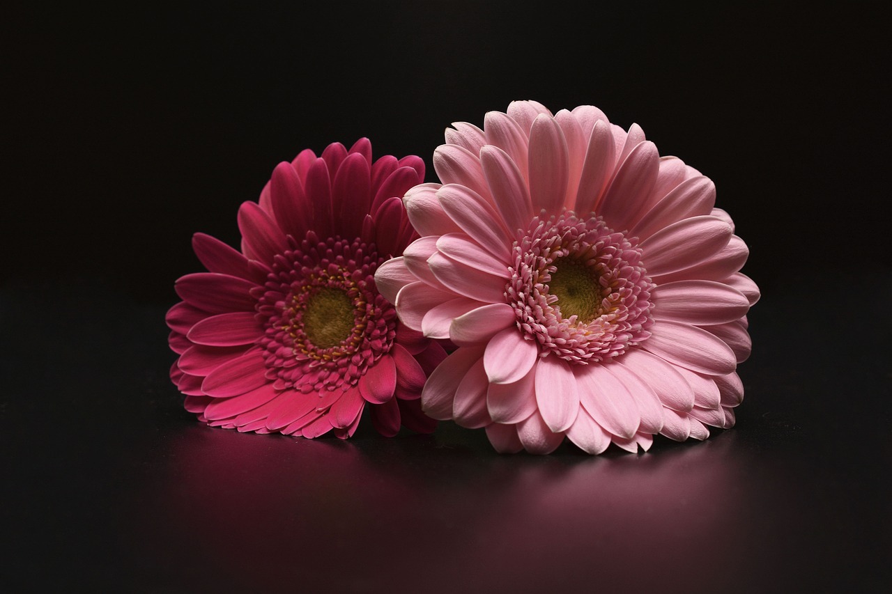 Image - gerbera flowers pink