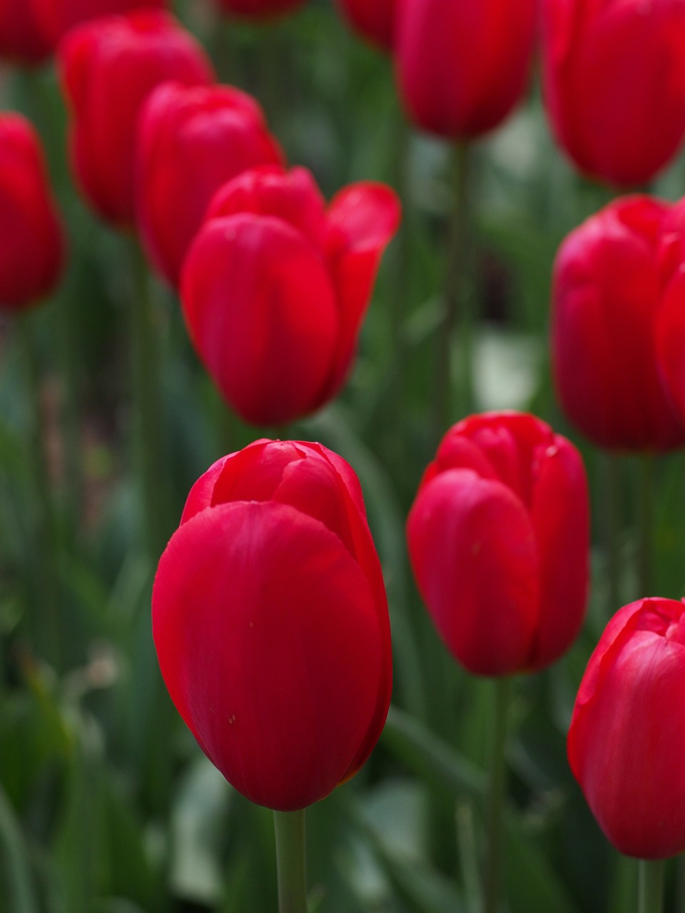 Image - tulip natural flowers spring japan