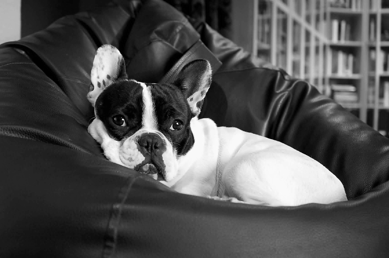 Image - french bulldog dog puppy pet