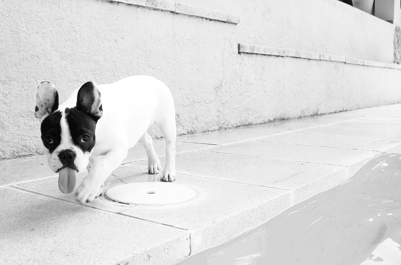 Image - dog animals pets bulldog
