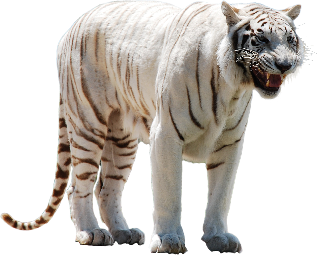 Image - white tiger predator cat big wild