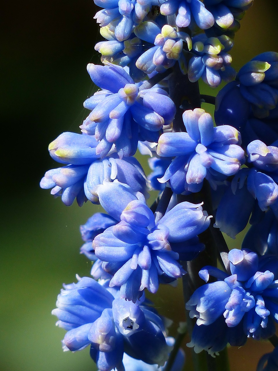 Image - hyacinth muscari armeniacum blossom