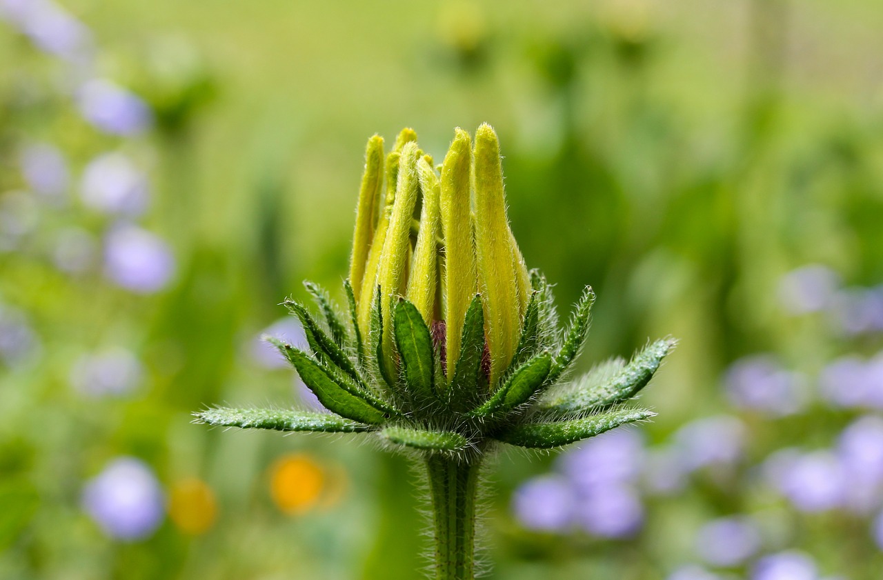 Image - flower blossom bloom yellow spring