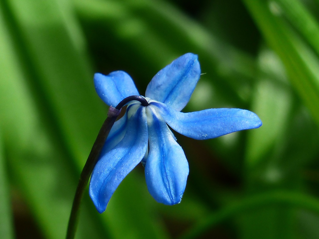 Image - bluebell flower blossom bloom blue