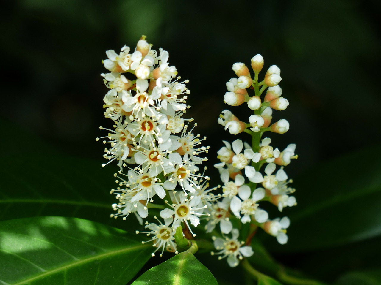 Image - prunus laurocerasus blossom bloom