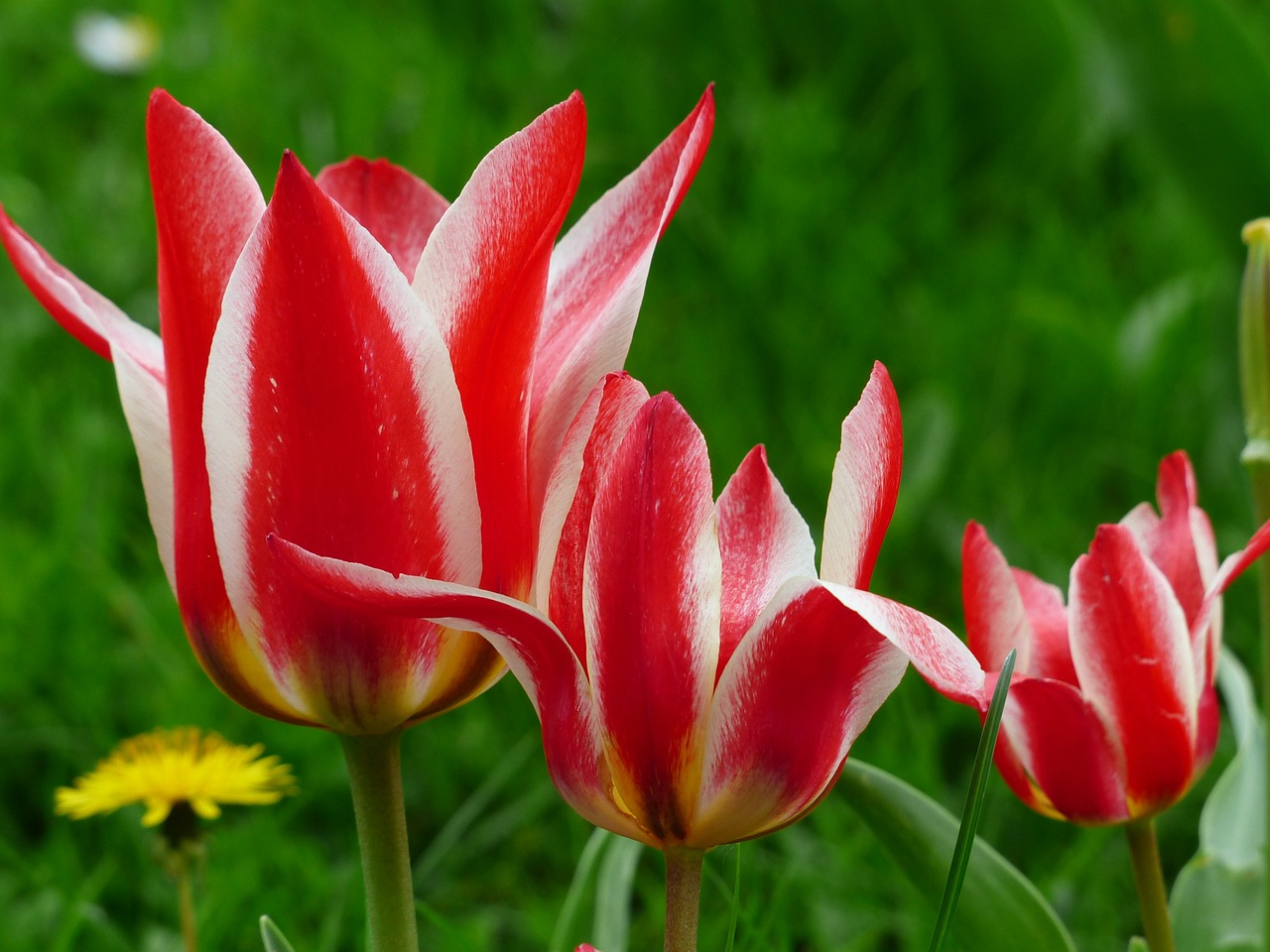 Image - tulip red white lily flowered tulip