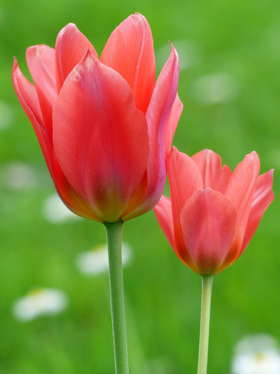 Image - tulip red tulpenbluete flower