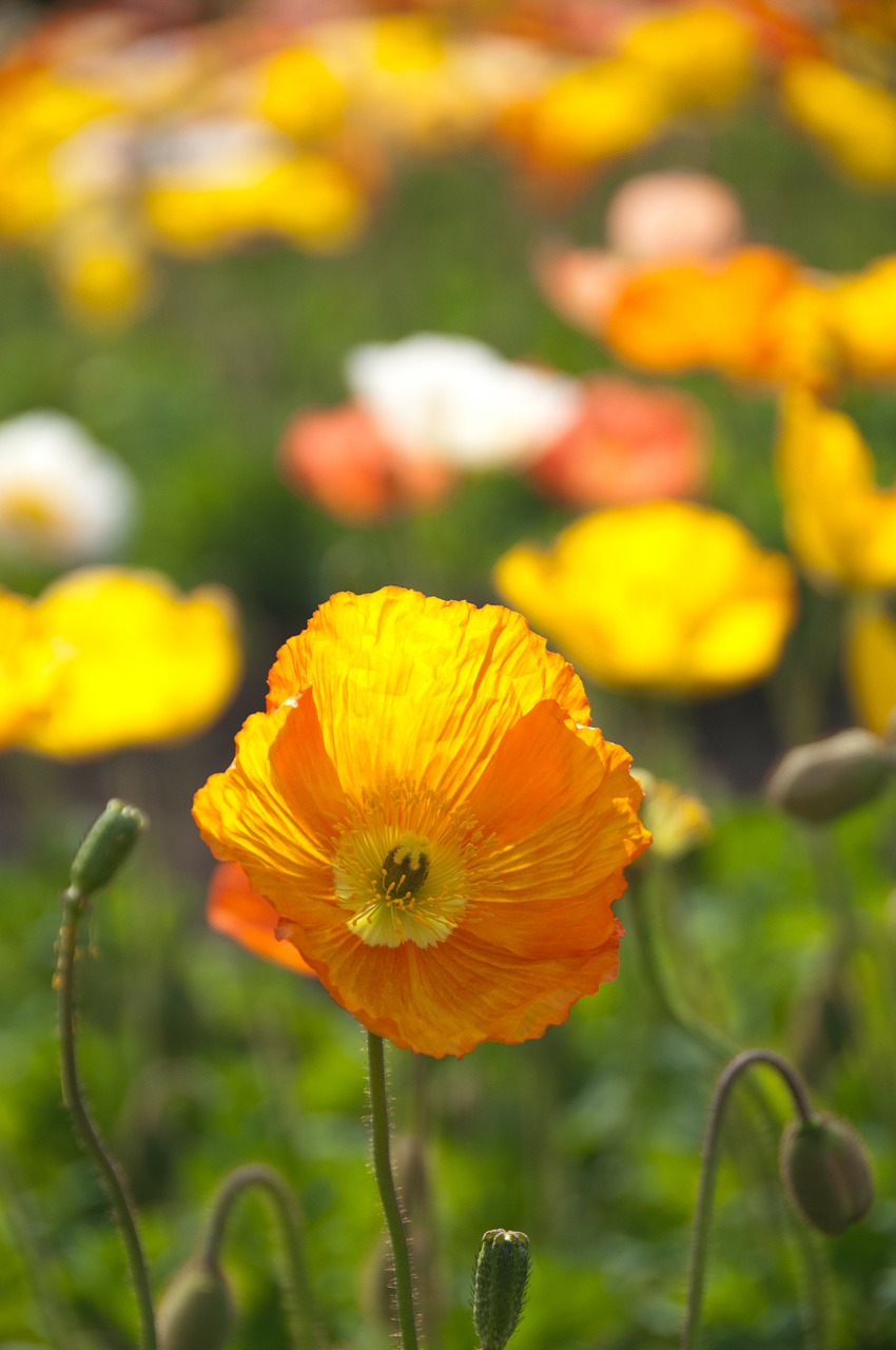 Image - poppy spring flowers yellow