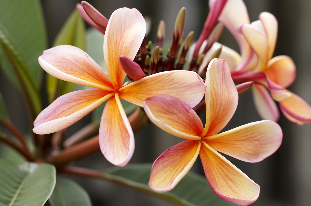 Image - frangipani plumeria blossom island