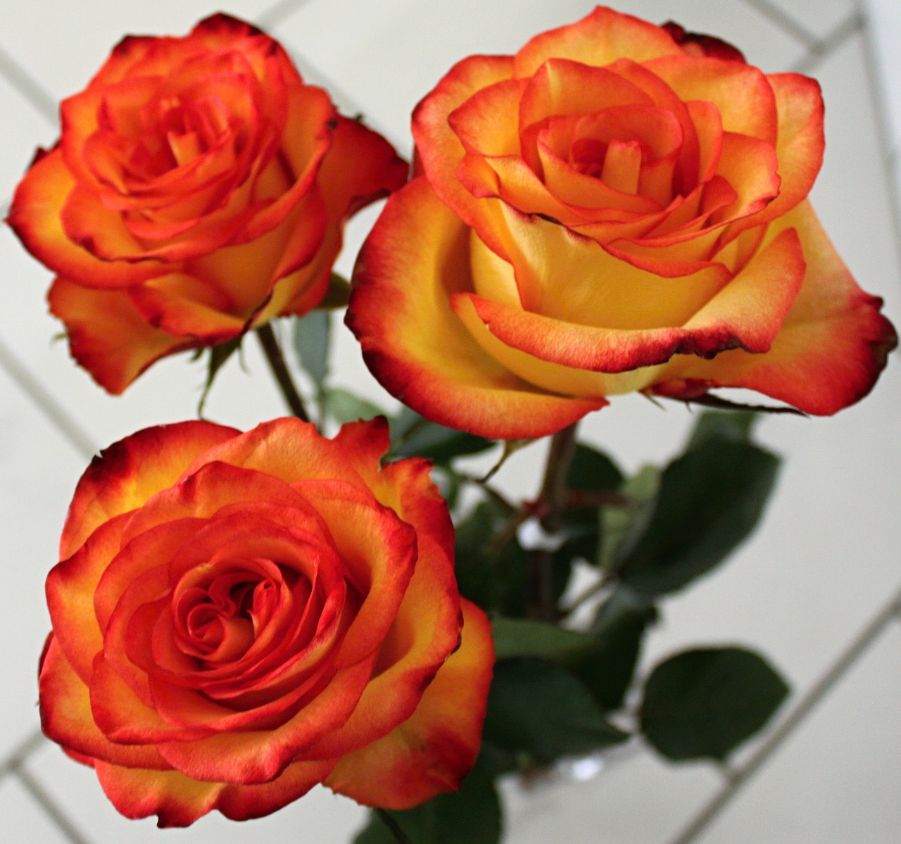 Image - rose flowers roses flower red