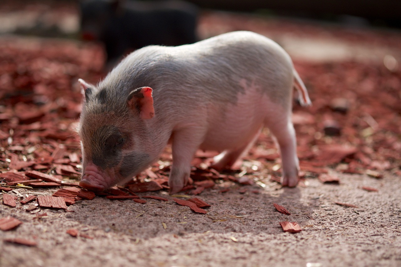 Image - pig piglet farm curly tail pink
