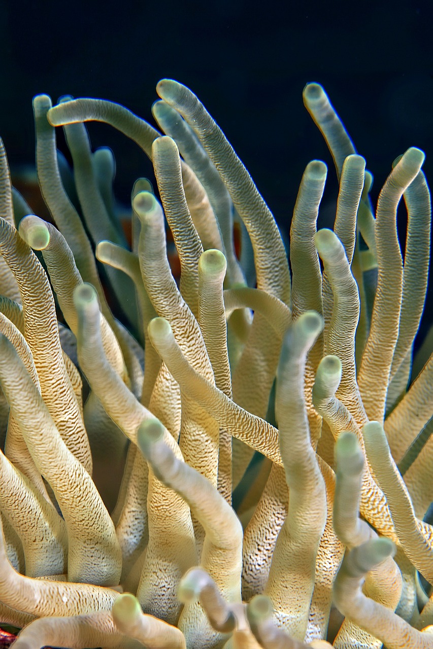 Image - underwater plant coral ocean sea