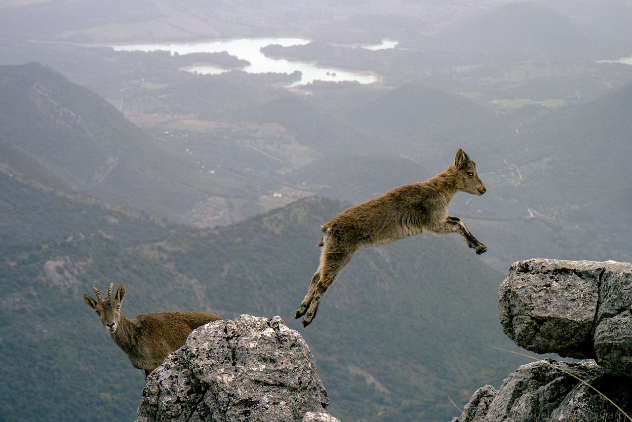 Image - mountain goats jumping leaping